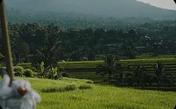 ricefields