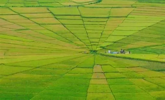 Campos de Arroz de Cancar