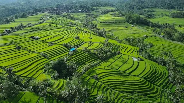 Terrazas de Arroz de Jatiluwih