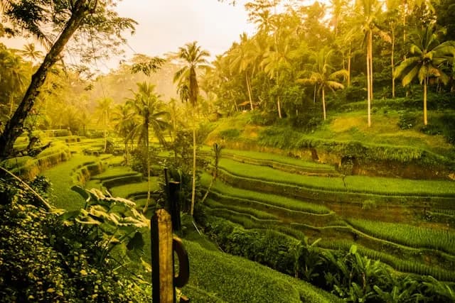 Terrazas de Arroz de Tegallalang